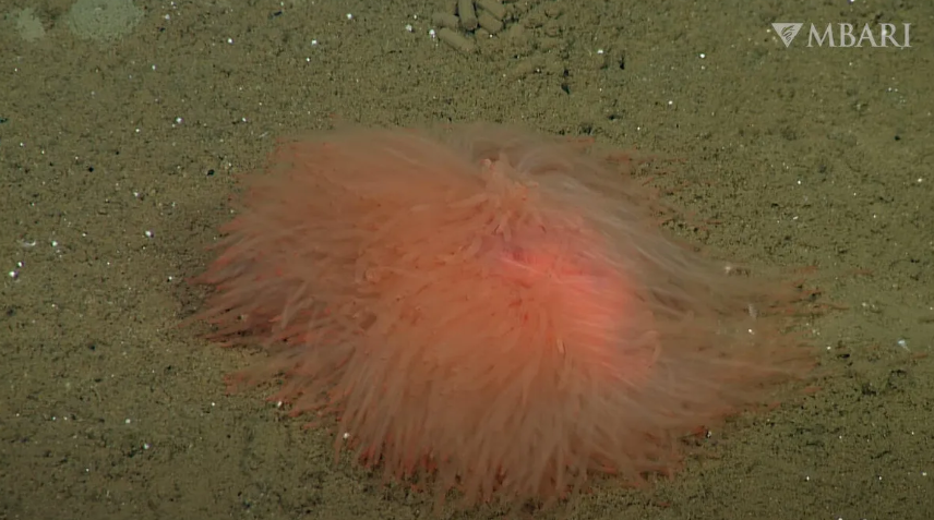 ī��������������庣�׷��ֵ�