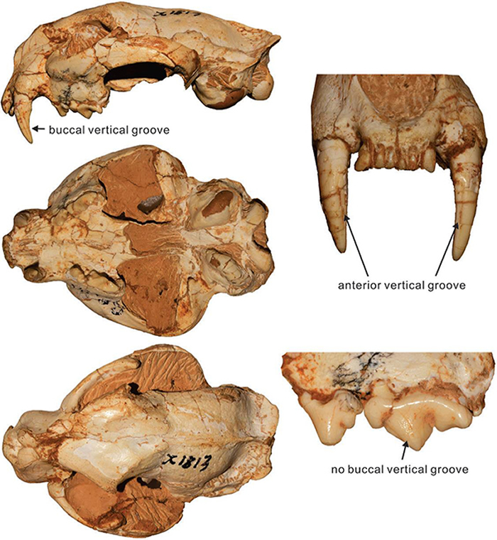 ���ǳ����ݣ����������ˡ�����������ػ�ʯ������������