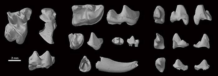 ���ǳ����ݣ����������ˡ�����������ػ�ʯ������������