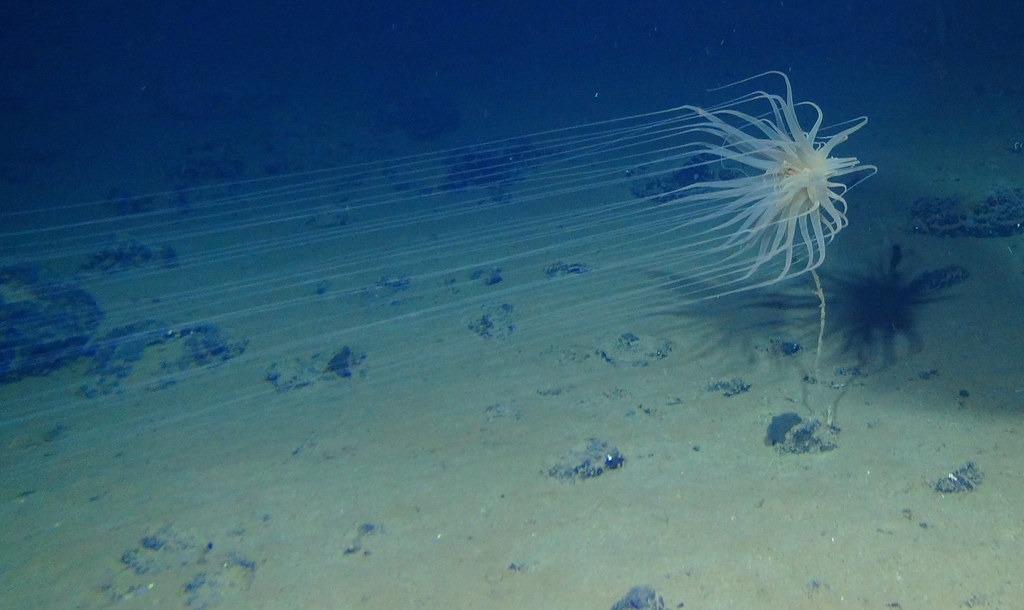 研究指出深海采矿产生的噪音可能会传到数百公里外 影响海洋生物