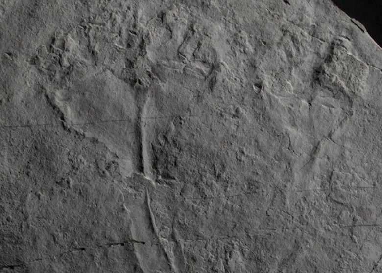 Ӣ˹ؿɭֳ֪϶ﲶʳߣ5.6ǰˮĸȻʯ