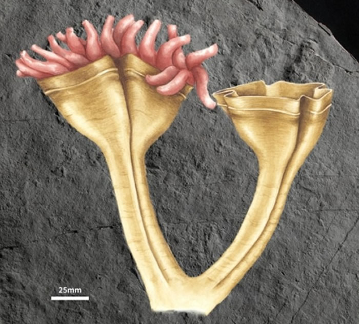 Ӣ˹ؿɭֳ֪϶ﲶʳߣ5.6ǰˮĸȻʯ