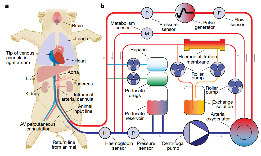 耶鲁大学研究团队成功恢复死去猪只器官细胞