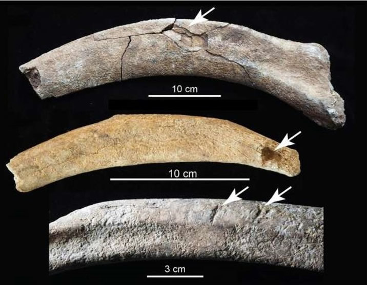美国新墨西哥州3.7万年前长毛象曾遭受钝力骨折 证人类定居北美的时间比已知的更早