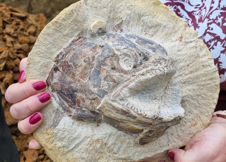 英国化石猎人在格洛斯特郡斯特劳德牧场发现完整的厚茎鱼鱼头化石 追溯至1.8亿年前