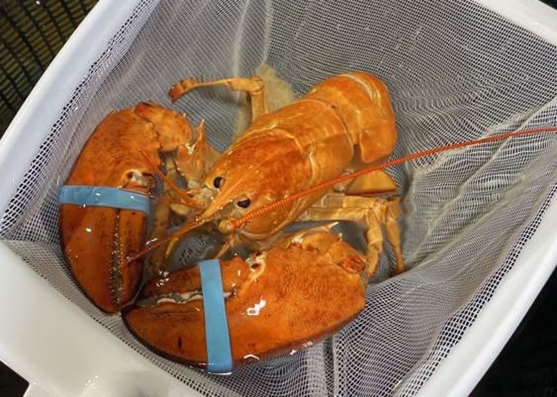 美国佛罗里达州餐厅发现一只全身橙色的极稀有变异龙虾 机率仅3000万分一