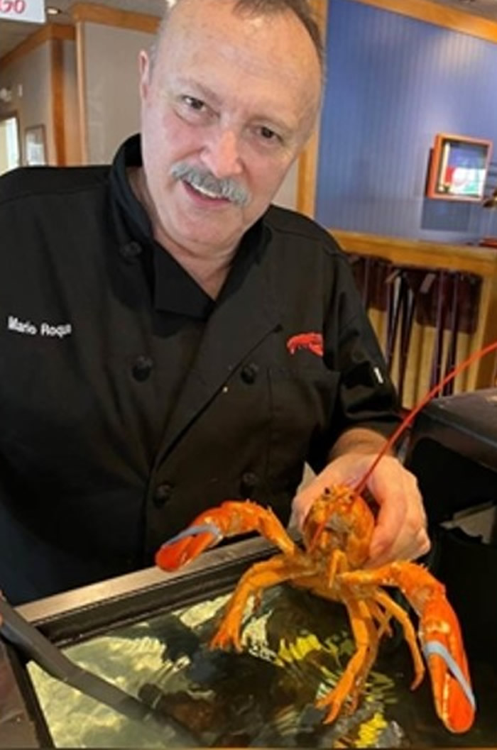 美国佛罗里达州餐厅发现一只全身橙色的极稀有变异龙虾 机率仅3000万分一