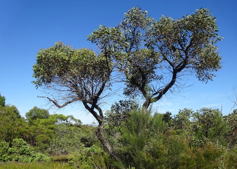 澳洲悉尼郊区发现新品种桉树