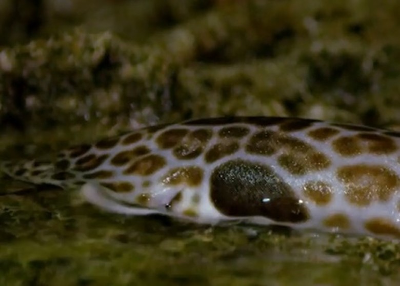 ��������ѧ���ڰͲ����¼��������ⷢ�ֺ���½�����ߵļ�����