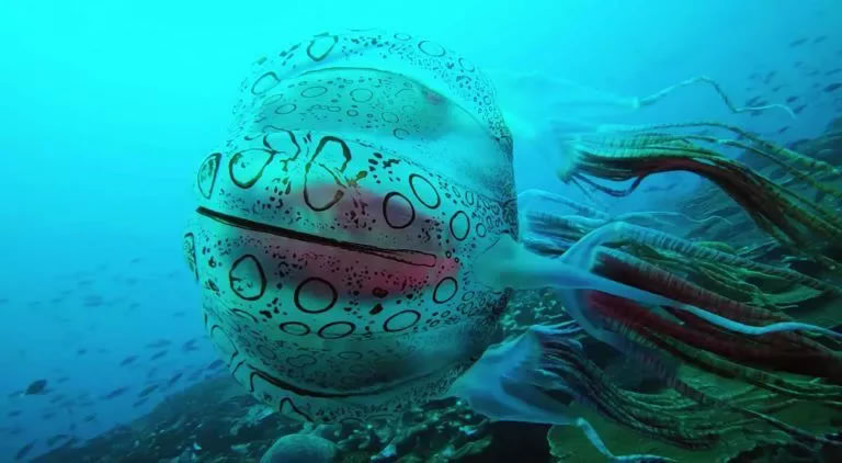 科学家正在研究非常罕见的水母Chirodectes maculatus是否为新物种