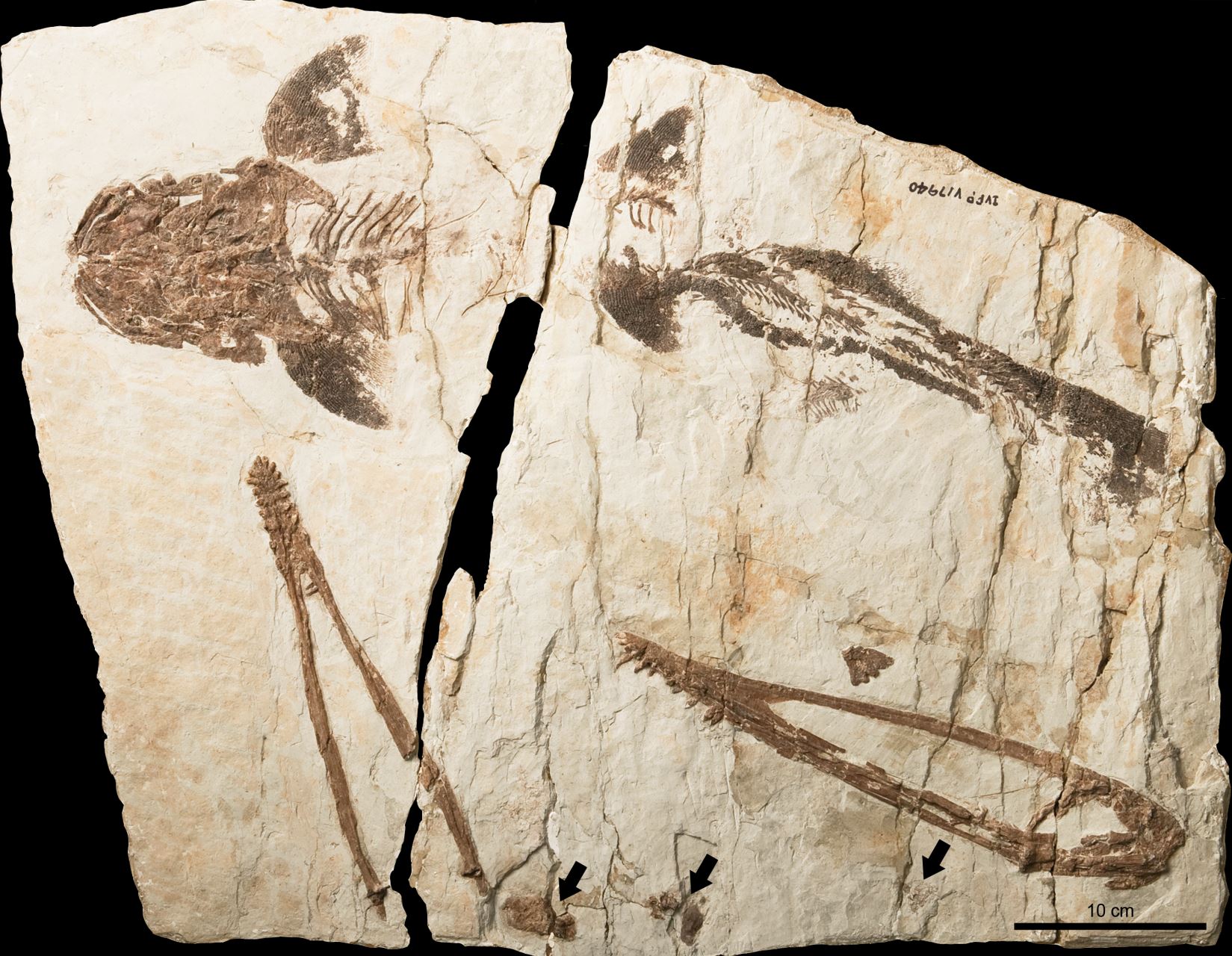 热河生物群帆翼龙科一新属种——坎波斯凌源翼龙 或以捕鱼为食