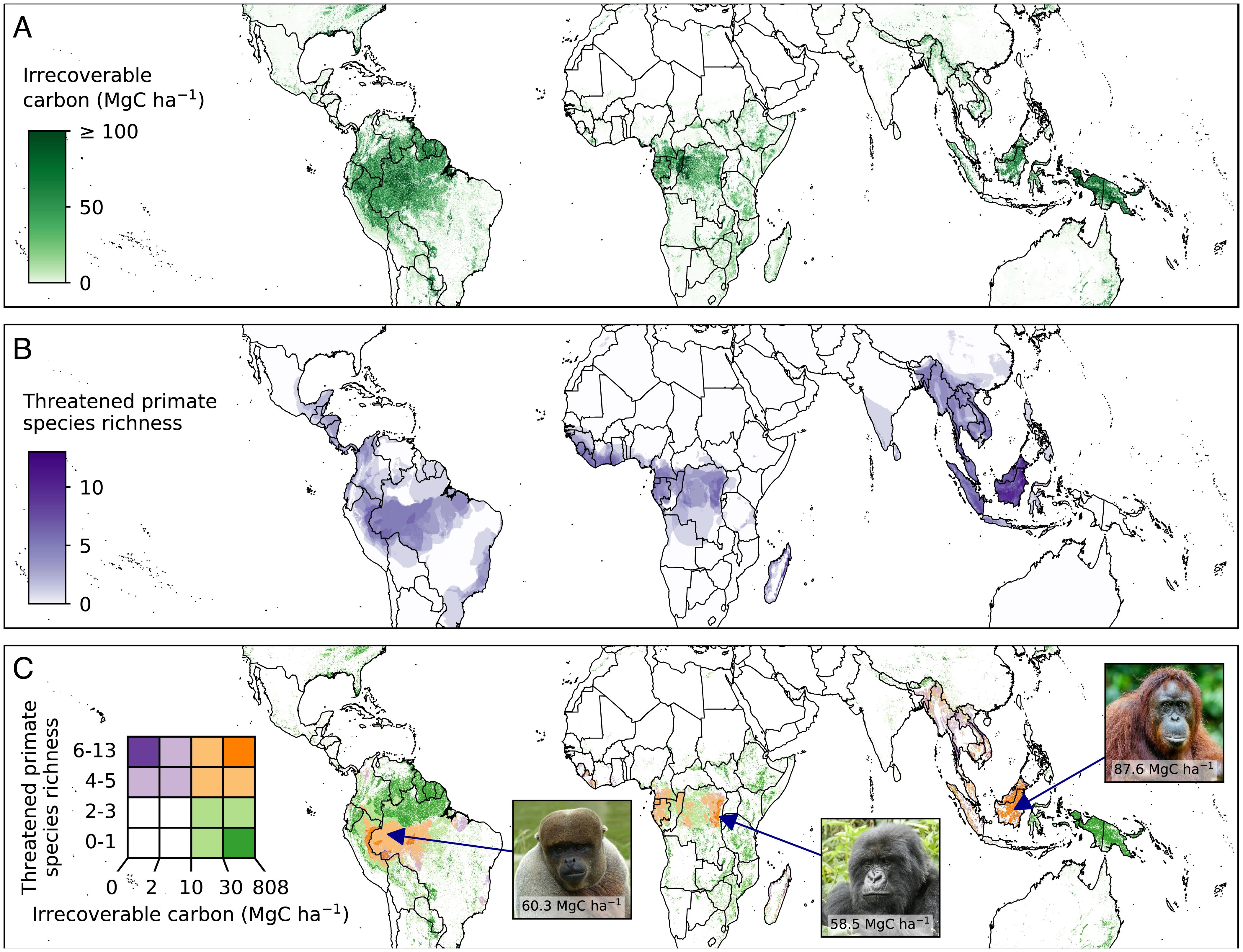 美国《国家科学院院刊》:将保护濒危的森林灵长类动物与碳保护工作相结合