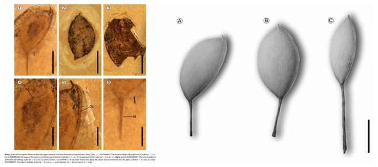 单籽豆化石揭示古近纪的西藏是北半球植物区系交流的枢纽