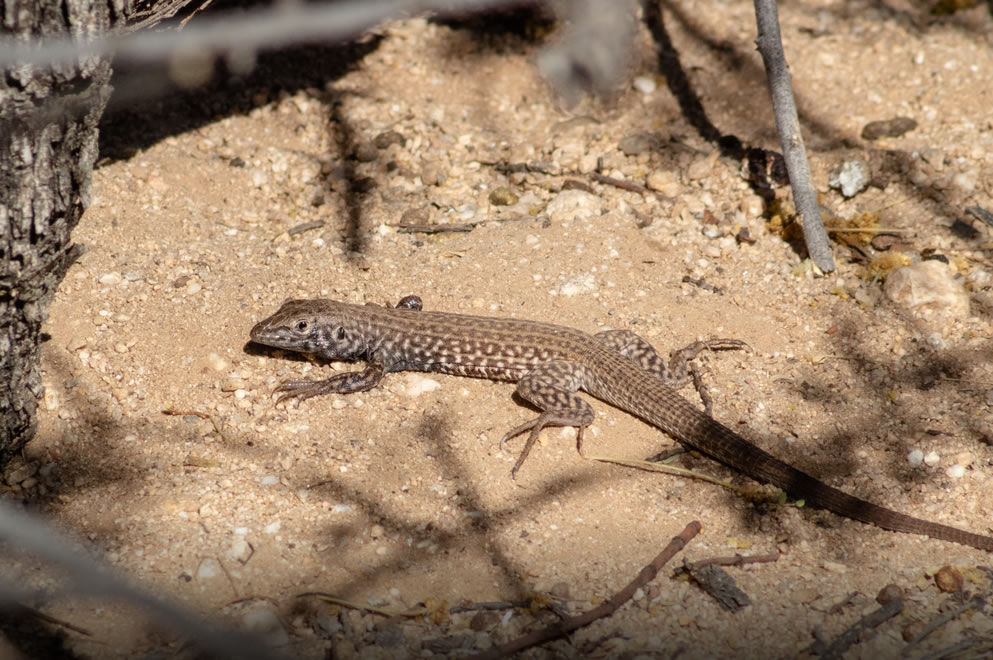 ��β��Ľ��������ʾ���ӽ��Ŀ�Ԥ����