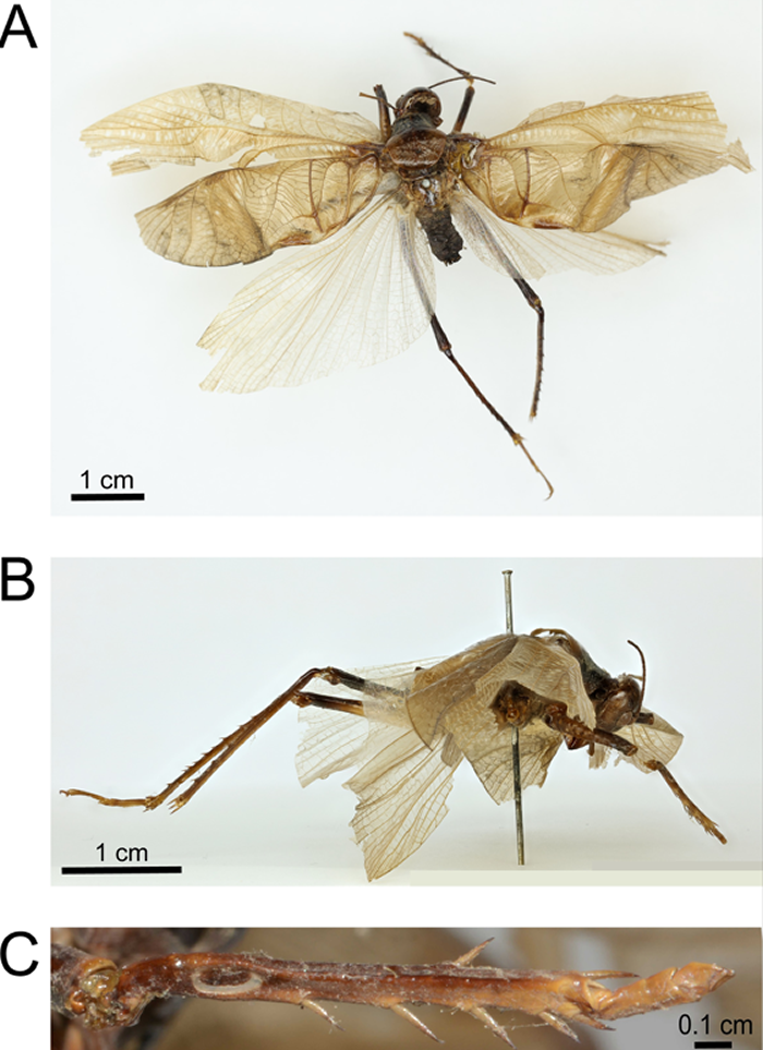 科学家重现久违的“昆虫之歌”以帮助再次找到螽斯Prophalangopsis obscura