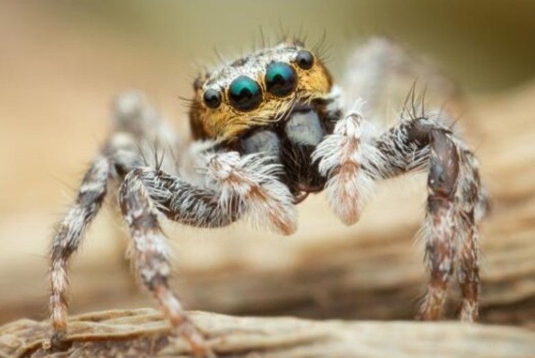 研究发现蜘蛛也会睡觉 出现人类的“快速动眼期 ”