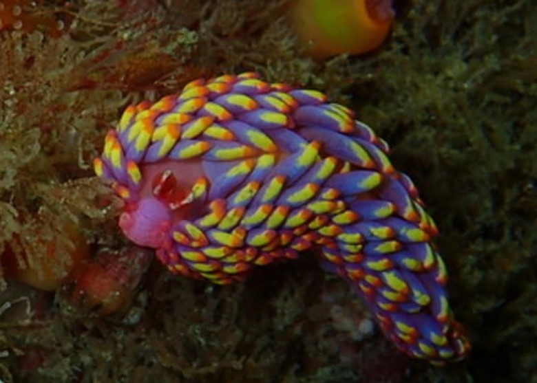 多色海兔首次被确认现身英国水域 从西班牙海域远渡而来
