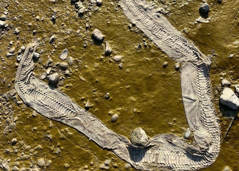 Ӣ��������̩��ʿ�Ӻ��Ϸ��־�����Ƥ �����Գ�1.5�׵ĺ�β��