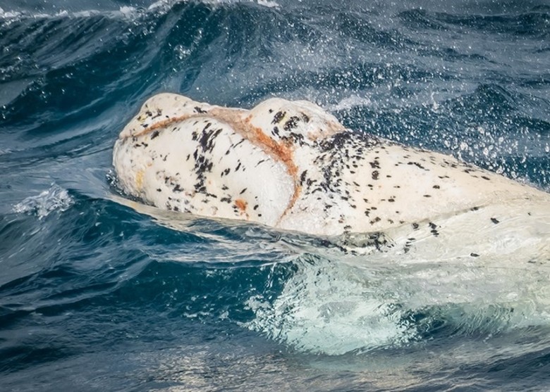 澳洲新南威尔士省海岸南露脊鲸妈妈带着极为罕见的白色幼崽现身