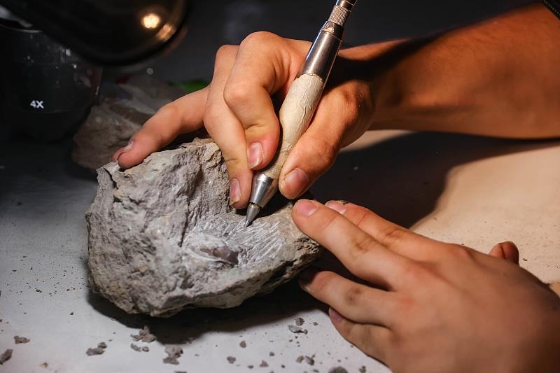 俄罗斯列宁格勒地区开放古生物公园 游客有机会挖掘出四亿七千万年前的化石