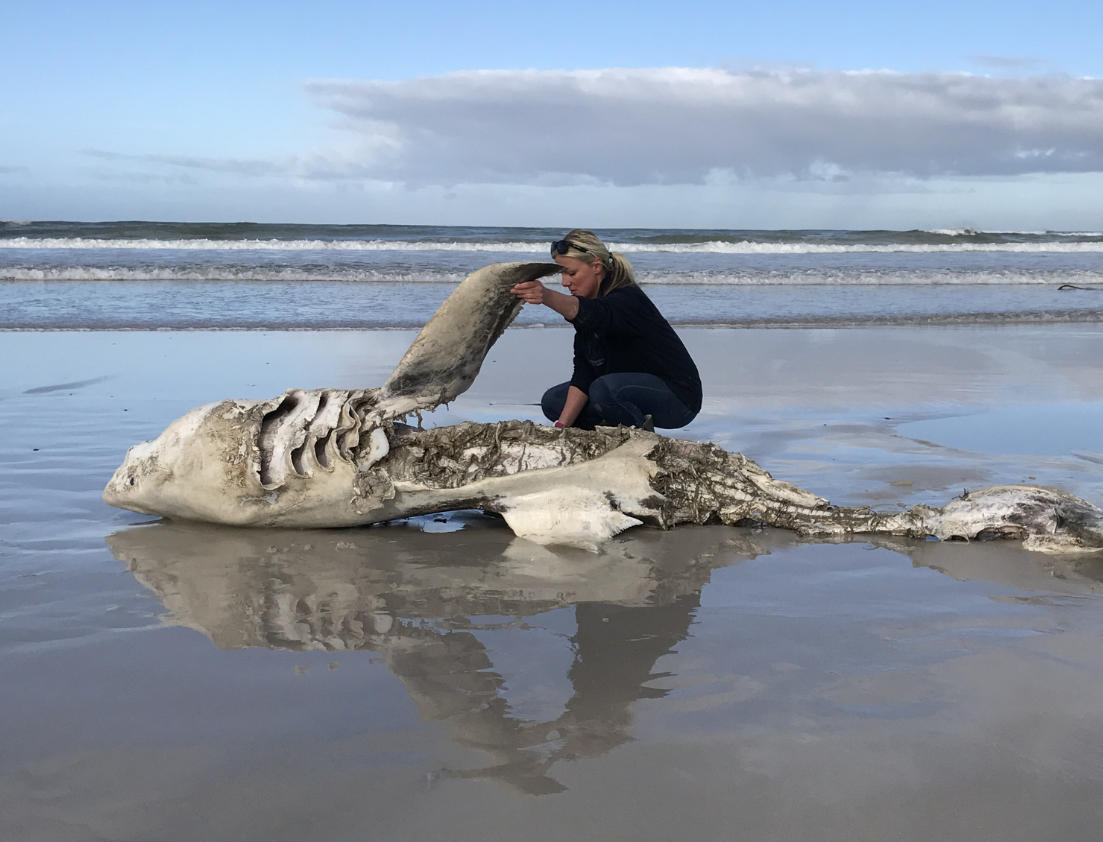 大白鲨离开已控制多年的南非海岸领地 因害怕被虎鲸猎杀