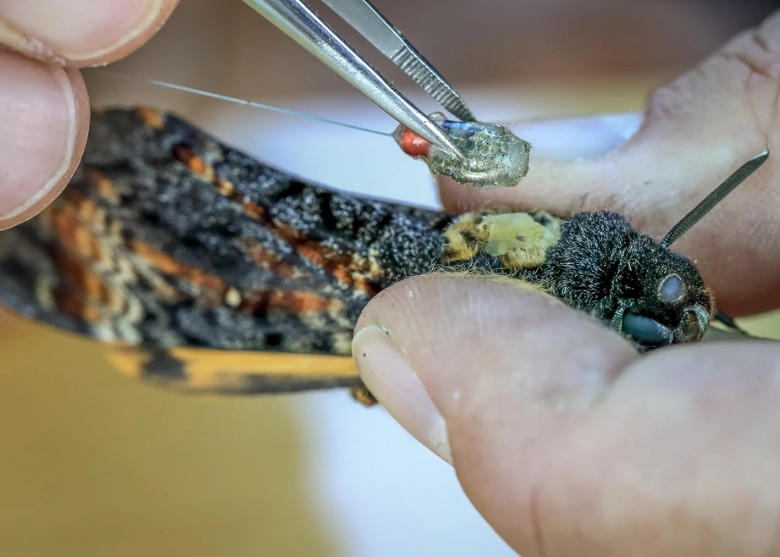 德国研究人员把微型无线射频识别标签贴在鬼脸天蛾背部追踪迁徙路径