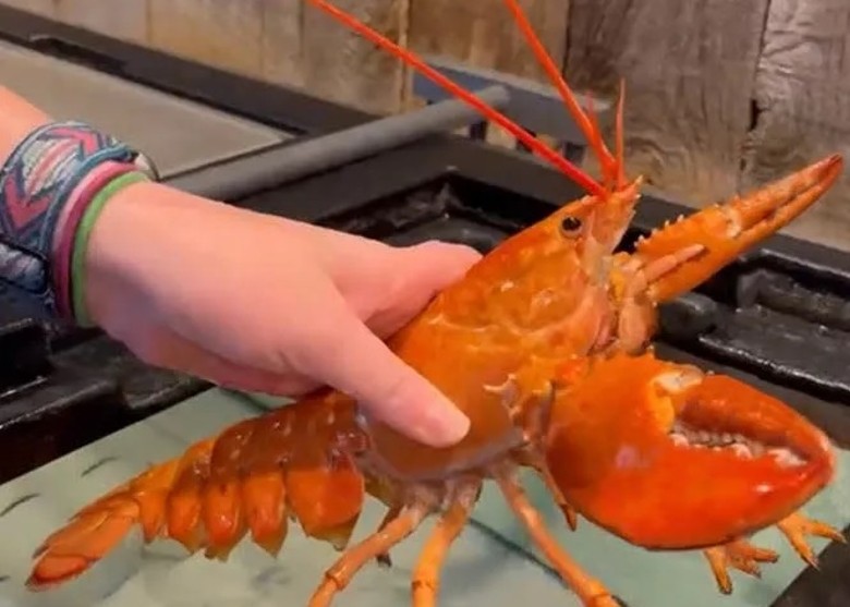 美国密西西比州海鲜餐厅发现一只橙色龙虾 机率仅3000万分之一