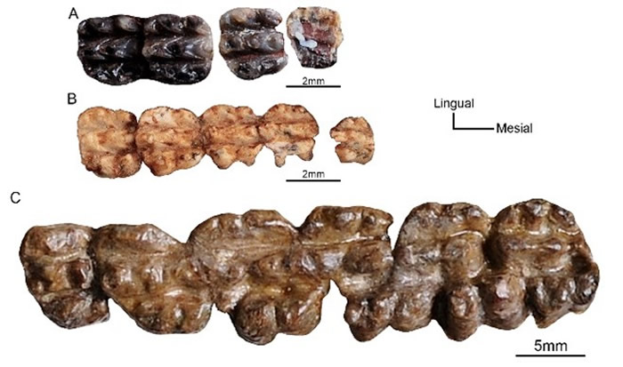 ���ϴ�ѧ�о����ִ�ǰ�����ġ����ǵ����ޡ��͡�С�����ޡ�������»����ʵΪͬһ����