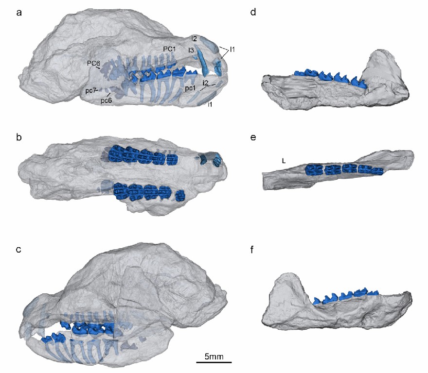 ���ϴ�ѧ�о����ִ�ǰ�����ġ����ǵ����ޡ��͡�С�����ޡ�������»����ʵΪͬһ����