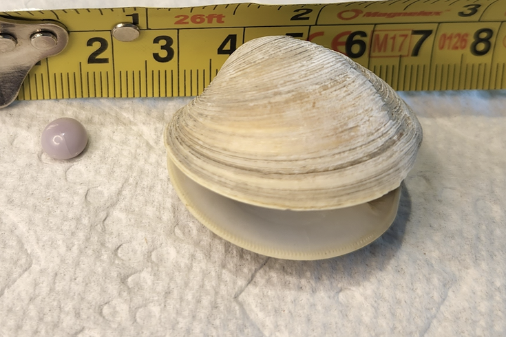 ���������������ӳԷ�����һ��14��Ԫ��θ�� �Ե���ɫ����