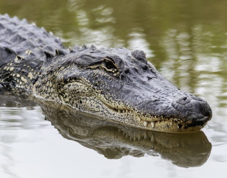 美国南卡罗莱纳州老妇不小心滑入池塘 遭埋伏的鳄鱼袭击死亡
