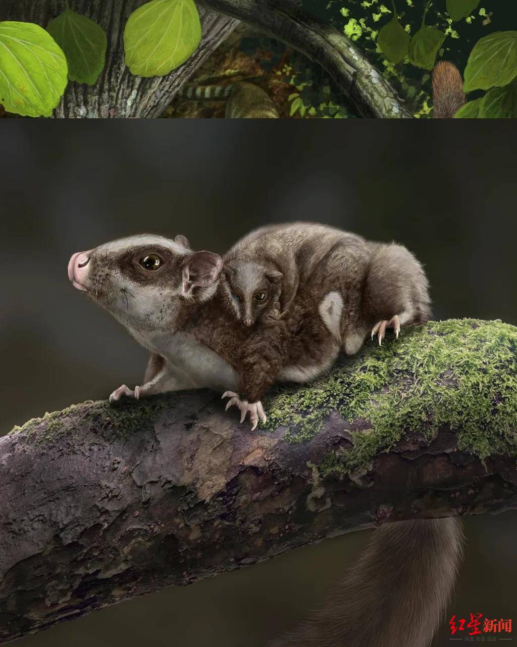 如何在地球极端时刻“活命”?古生物学家:够小,够糙,够白痴