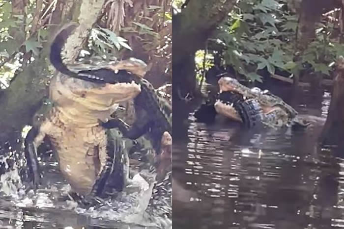 美国佛州女子到州立银泉公园玩SUP立式划桨 目击3公米长鳄鱼撕咬另一只小鳄鱼