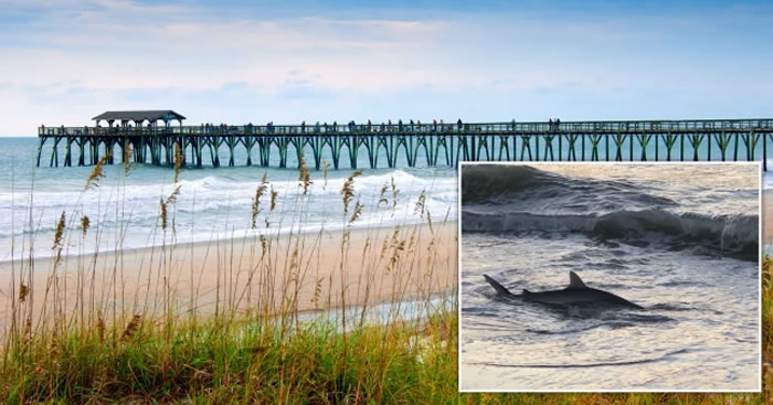 美国南卡罗莱纳州默特尔比奇海滩一天传出2起鲨鱼攻击案