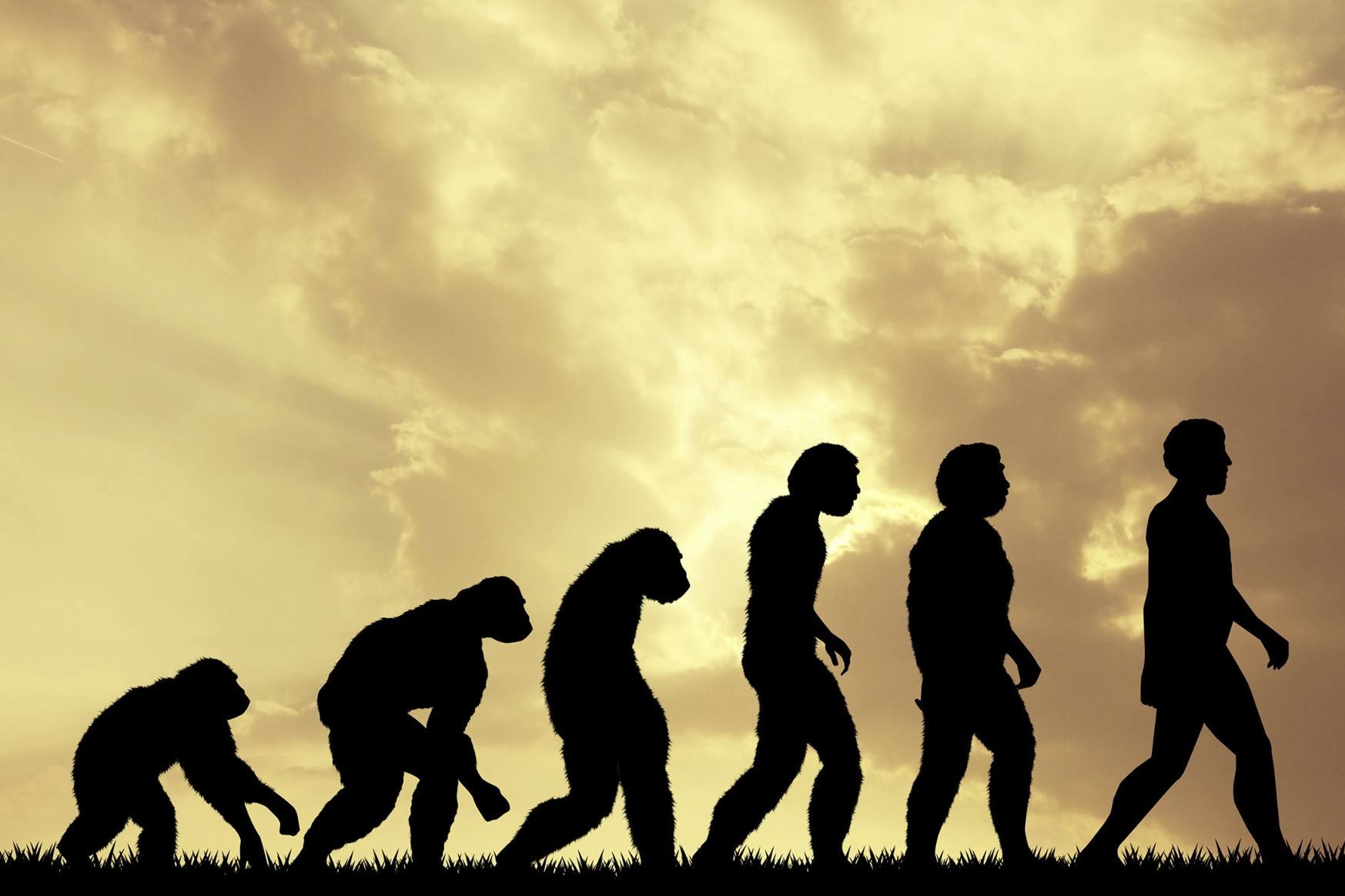 《科学进展》杂志:咀嚼可能在人类进化中发挥重要作用