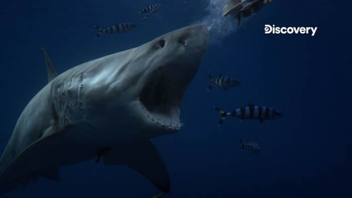 DiscoveryƵܡ˭ߣ