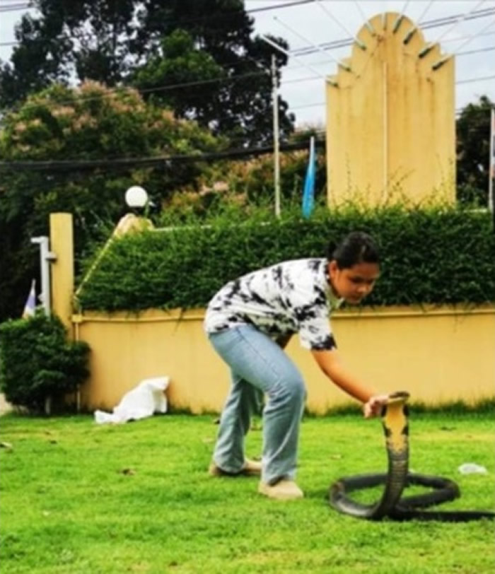 泰国巴吞他尼府女中学生当义工徒手捉蛇 网上爆红