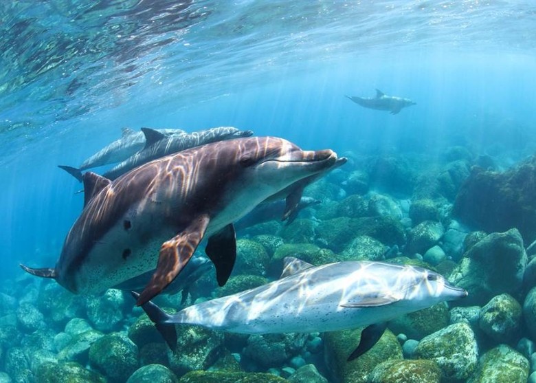 台湾海洋科技博物馆推出“5G沉浸互动体验特展-潜入蔚蓝海底冒险” 免潜水与鲸豚嬉戏