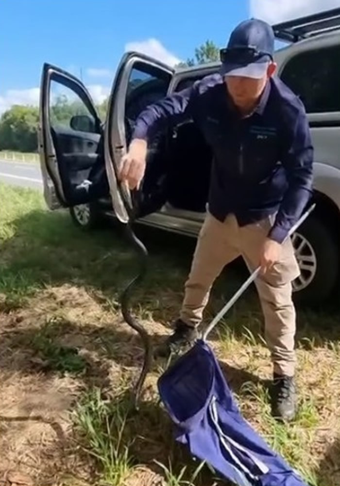 澳洲一对情侣开车时感觉脚底有异物滑过 惊见1米长毒蛇“赤腹伊澳蛇”