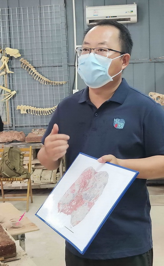 广东河源发现新的恐龙蛋化石属种——网纹副长形蛋