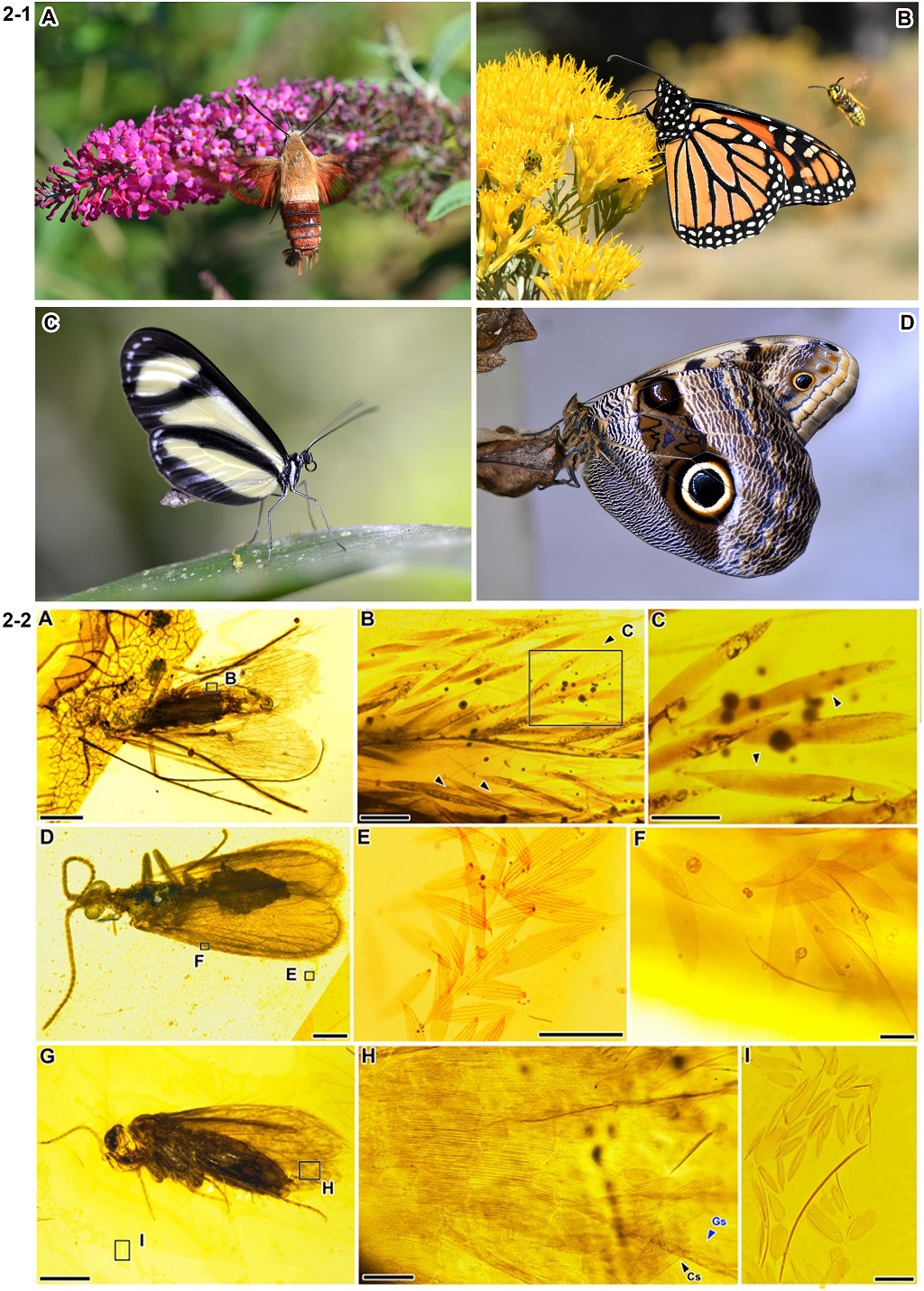 《当代生物学》:蛾蝶类昆虫出现之前翅鳞片的早期演化