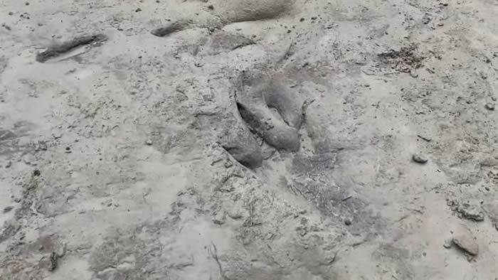 美国得克萨斯州大旱 恐龙谷州立公园1.13亿年前恐龙足迹化石重见天日