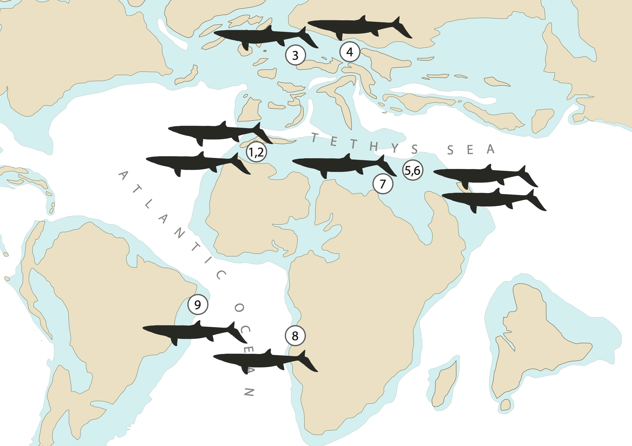 摩洛哥发现新的巨型沧龙Thalassotitan atrox