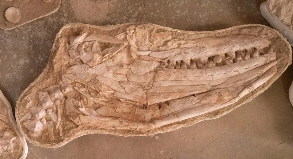 摩洛哥发现新的巨型沧龙Thalassotitan atrox