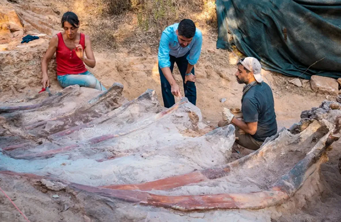 葡萄牙一男子在自家后院发现可能是欧洲最大的蜥脚类恐龙化石