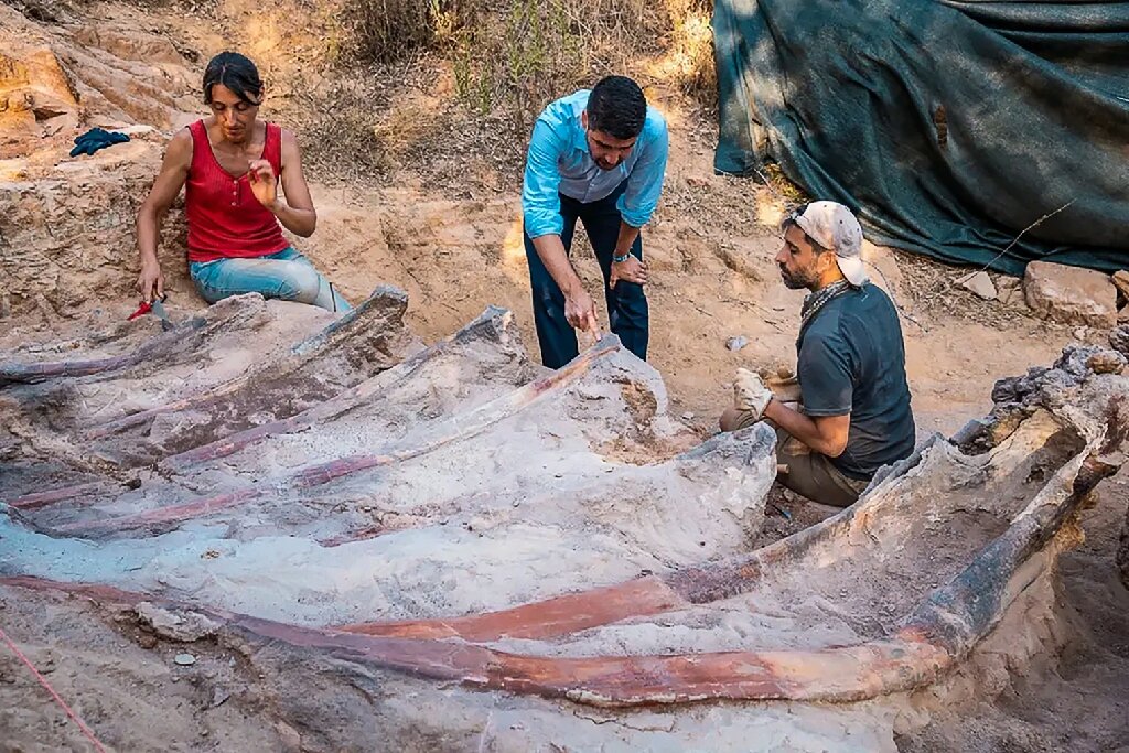 葡萄牙中部挖掘出欧洲迄今发现的最大蜥脚类恐龙化石