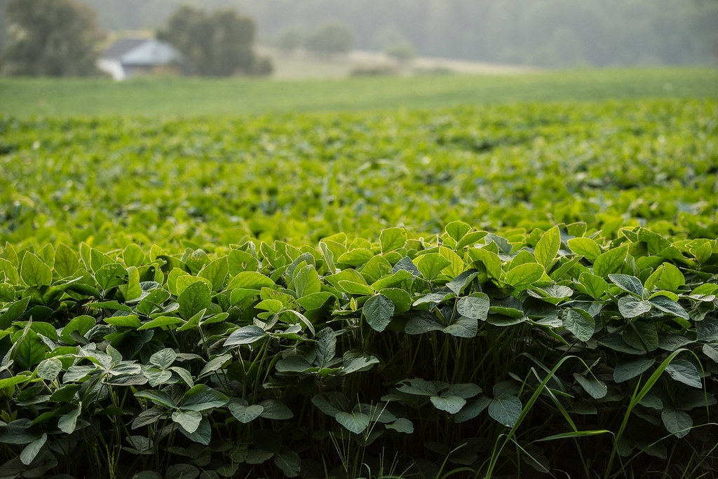 ����ѧ���������������ӹ������Ч�� ��ߴ󶹲�����24.5%