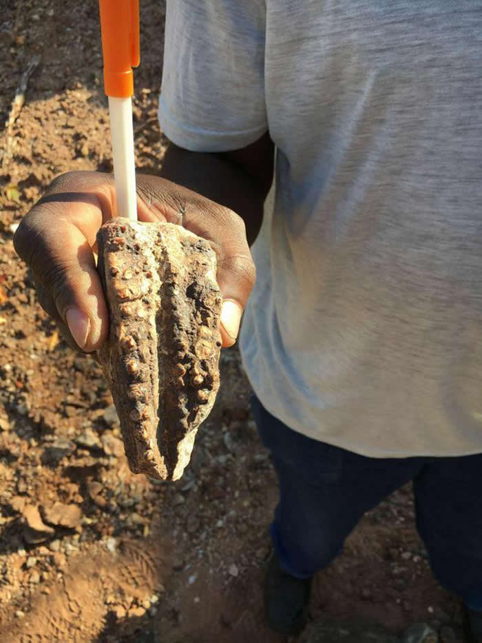 ͲΤַϵĿMbiresaurus raathi