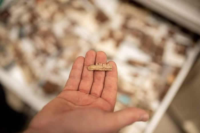 ͲΤַϵĿMbiresaurus raathi