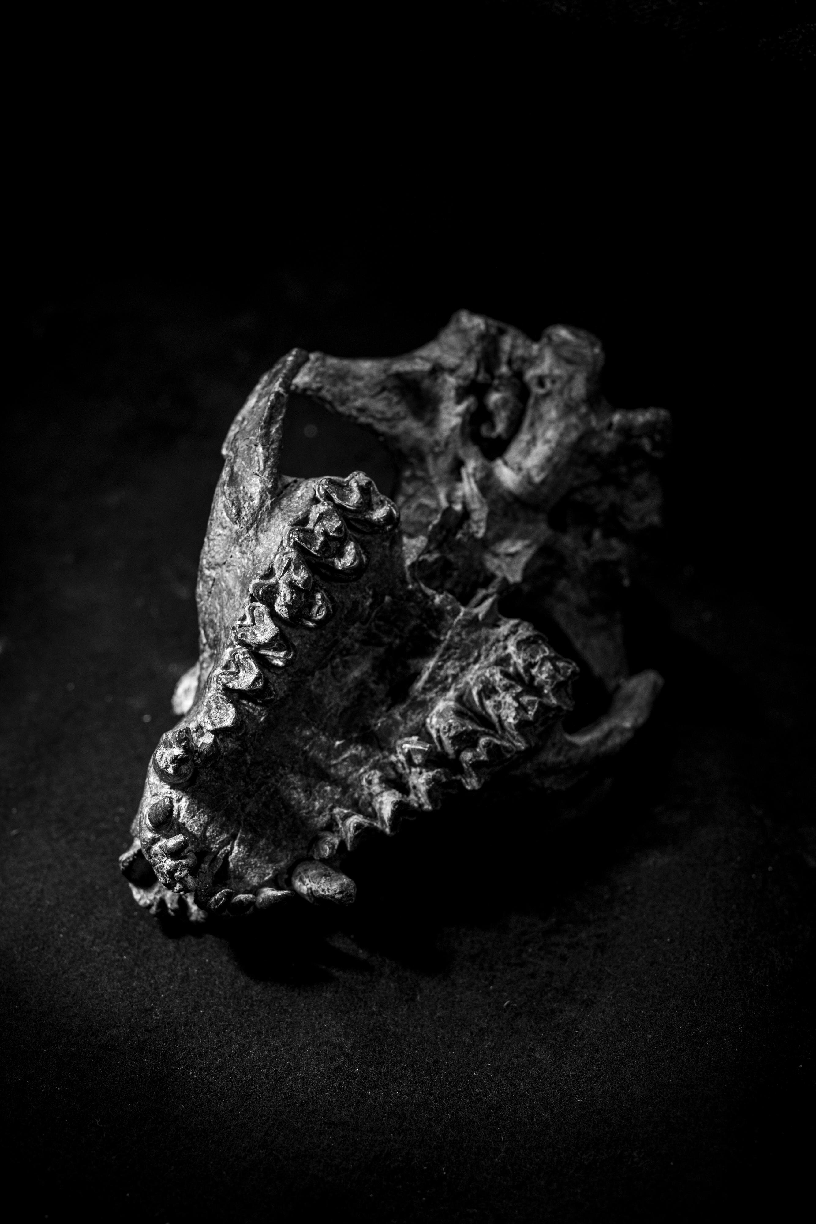 对6200万年前钝脚类全棱兽的研究发现:早期哺乳动物生长速度快但寿命更短